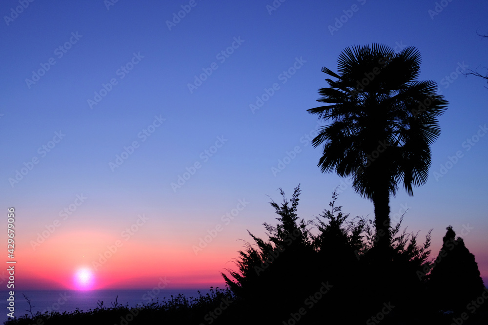 Silhouettes of the palm tree and plants on the coast at colorful sunset