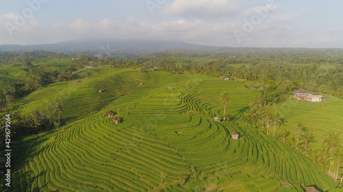 aerial view green rice terrace and agricultural land with crops. farmland with rice fields agricultural crops in countryside Indonesia Bali