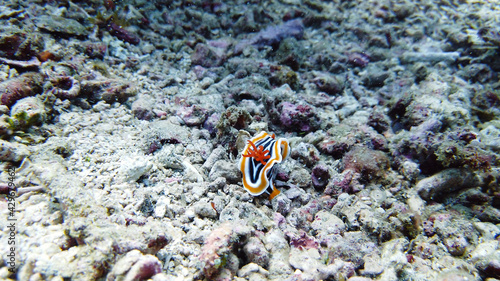 Chromodoris Magnifica nudibranch. They are carnivorous, so their prey includes sponges, sea slugs, anemones, hydroids, barnacles, fish eggs, coral, and other nudibranchs. photo