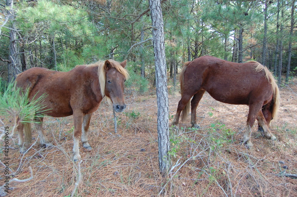 Wild horses roaming Assateague Island, in Worcester County, Maryland.