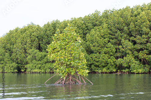 Rhizophora apiculata blume forest photo