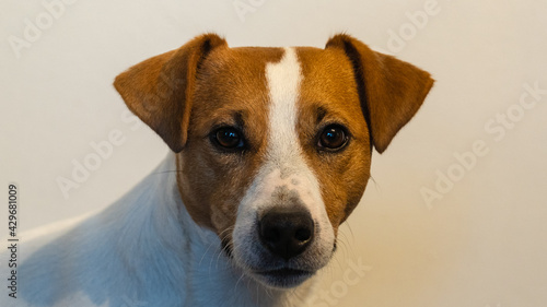 jack russell terrier, dog, 