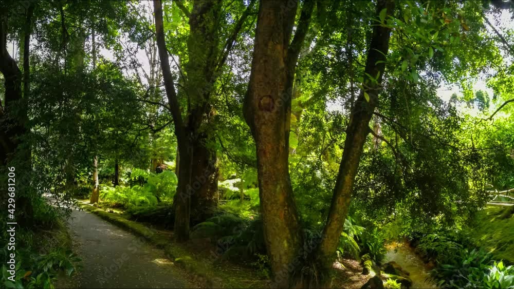 Leafy trees in a forest Leafy trees in a forest