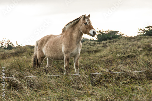 Obraz na plátně ponies eating beach graas and herbs in nature area on the Wadden Island of Vliel