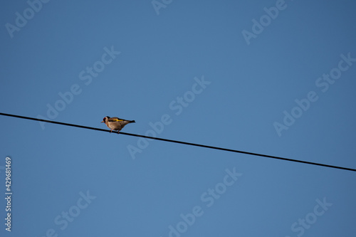 Bird on wire