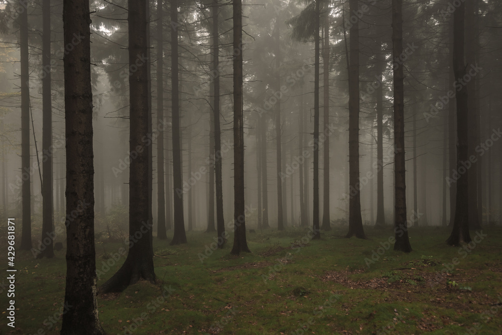 Im Märchenwald Im Märchenwald