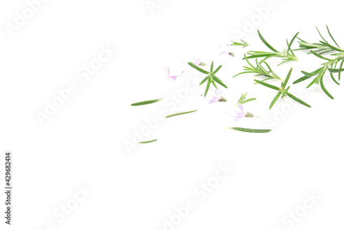 Rosemary sprig flowering isolated on white background. Aromatic evergreen shrub