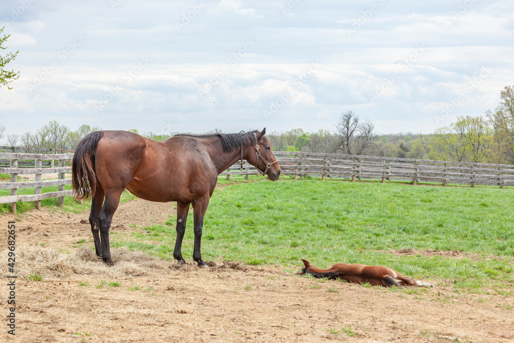A broodmare watching over her sleeping foal in a pasture. A broodmare watching over her sleeping foal in a pasture.