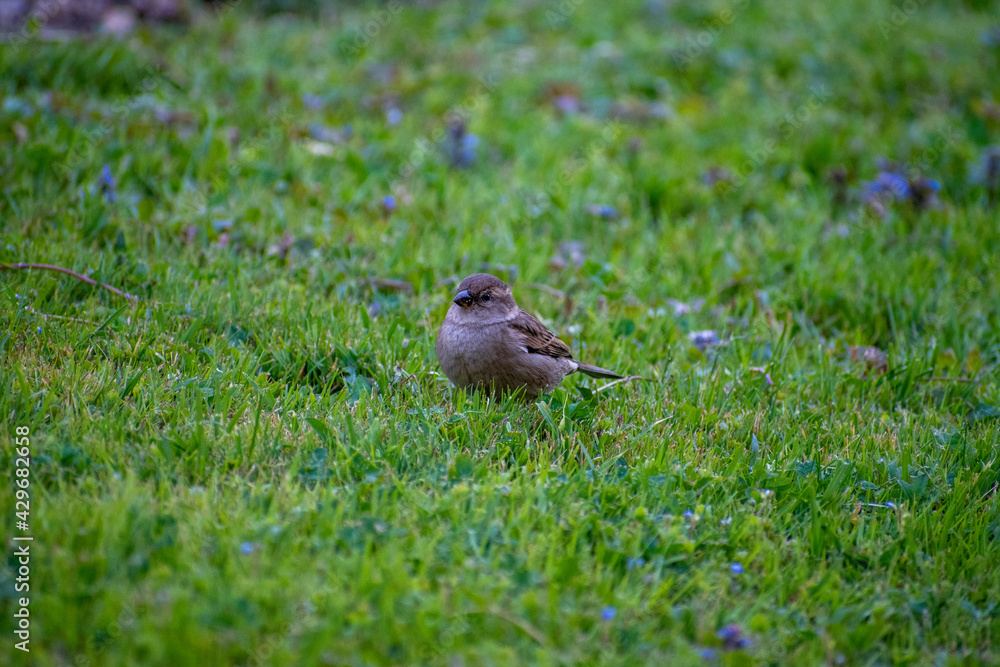 Fototapeta premium Oiseau dans l'herbe