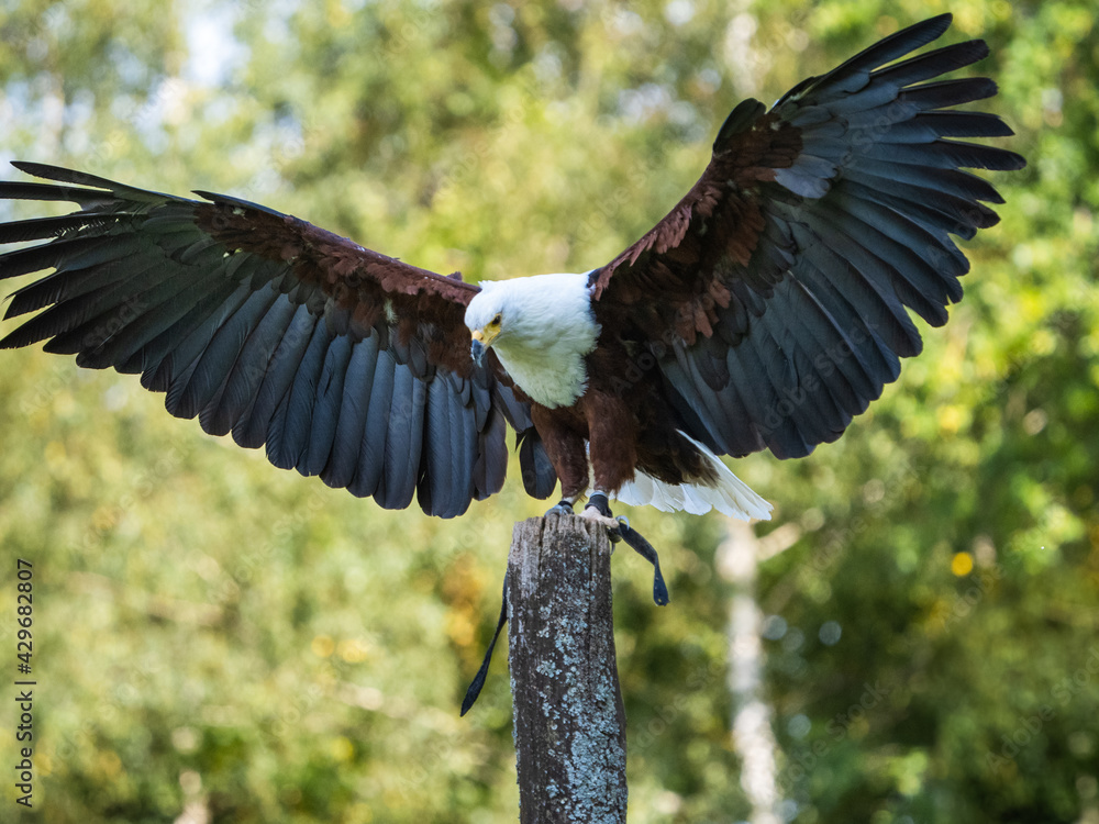 Naklejka premium Adler Show