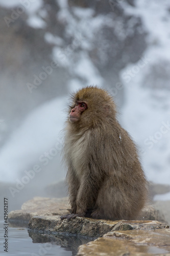 Japanese Monkey Portrait in the snow © Rodolfo