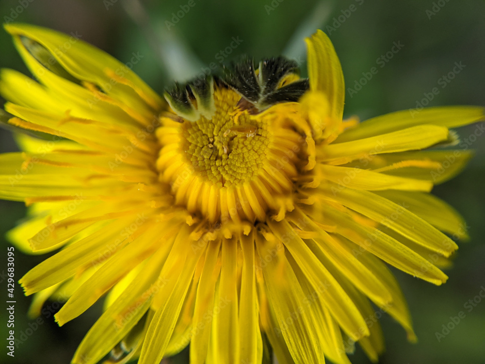 bee on flower