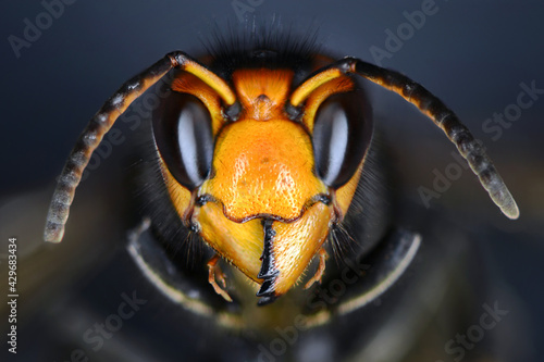 Close macro view of an Asian hornet head. Vespa velutina, also known as the yellow-legged hornet or Asian predatory wasp, is a species of hornet indigenous to Southeast Asia.