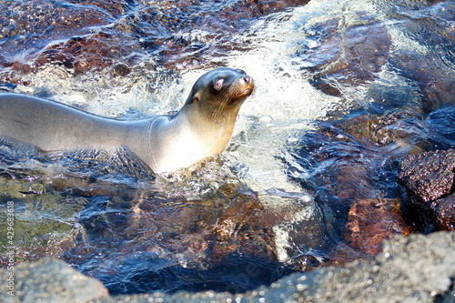 Sea lion in a tidal pool at Punta Espinoza, Fernandina Island, Galapagos, Ecuador photo