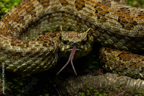 Emerald Horned Pit viper Ophryacus smaragdinus photo