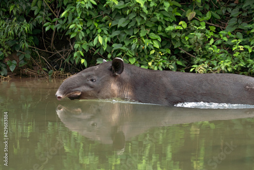 Baird's tapir
