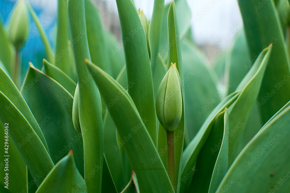 Obraz premium Tulip bud between green leaves. Beautiful delicate tulip bud. Pink tulip.
