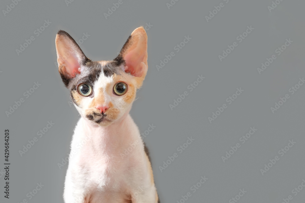 Close-up muzzle of Cat breed Devon Rex, portrait on gray background, copy space Close-up muzzle of Cat breed Devon Rex, portrait on gray background, copy space