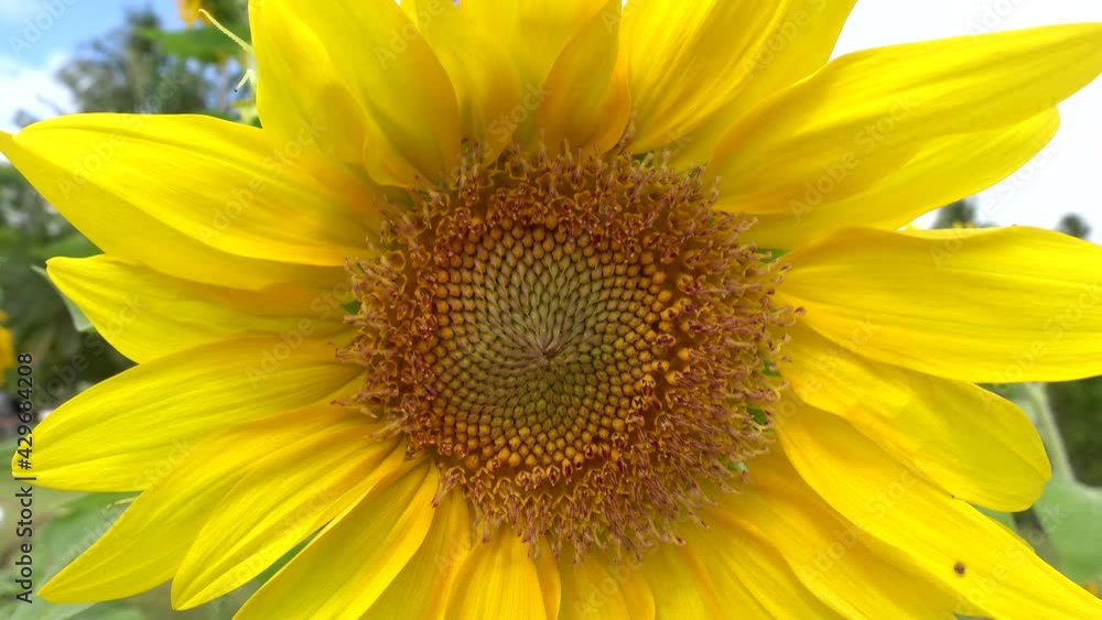 Professional Video. Close Up Flower (Sunflower) Macro shot nature flower. Professional Video. Close Up Flower (Sunflower) Macro shot nature flower.
