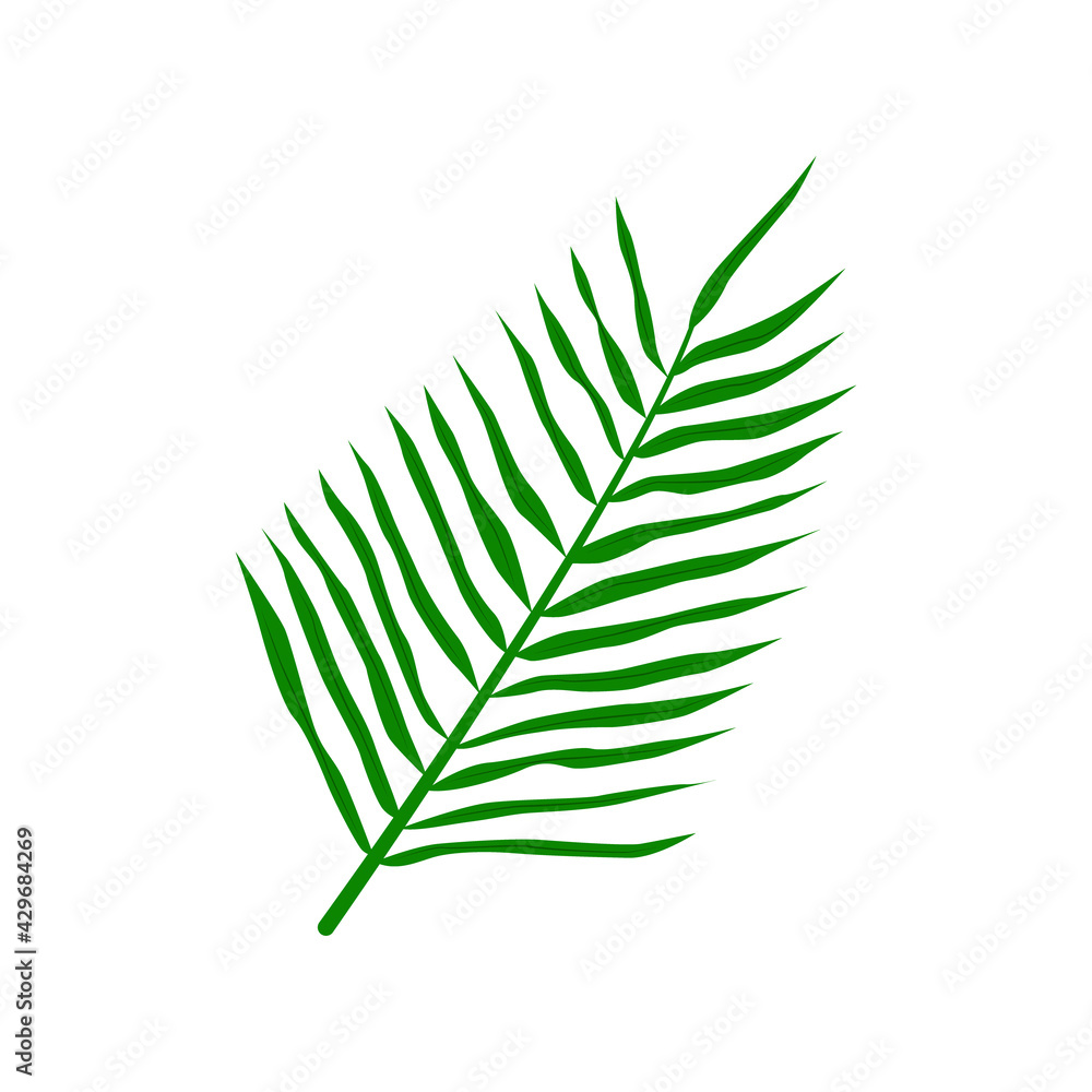 Tropical palm leaf. Isolated on a white background. Vector illustration Tropical palm leaf. Isolated on a white background. Vector illustration