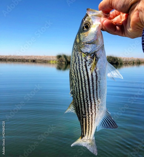 striped bassfishing on the California delta in the spring. photo
