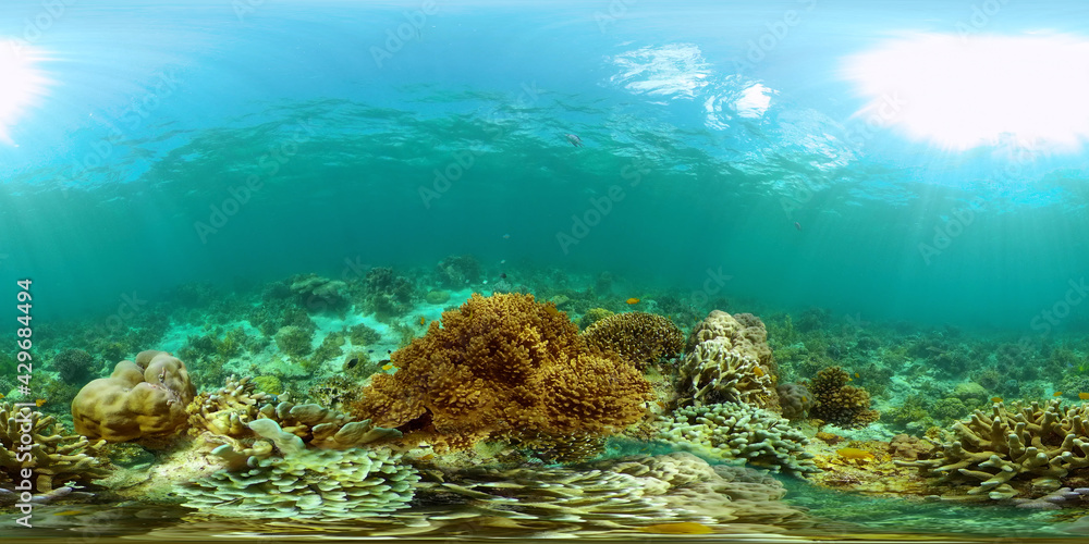 Coral Reef Fish Scene. Tropical underwater sea fish. Colourful tropical ...