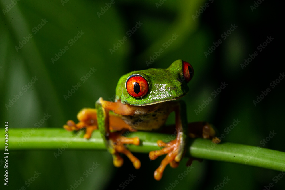 Fototapeta premium Red Eyed Tree Frog Agalychnis callidryas