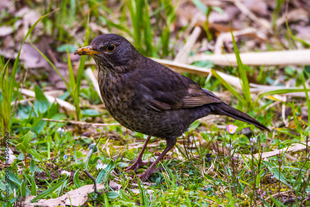 Blackbird female standing on the ground close up Blackbird female standing on the ground close up