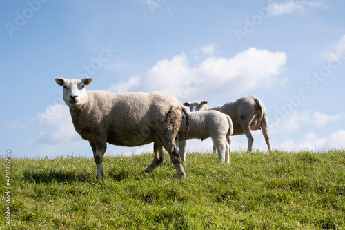 White sheep and lambs in the sunny fresh green grass of a Dutch dyke in spring with a blue sky above