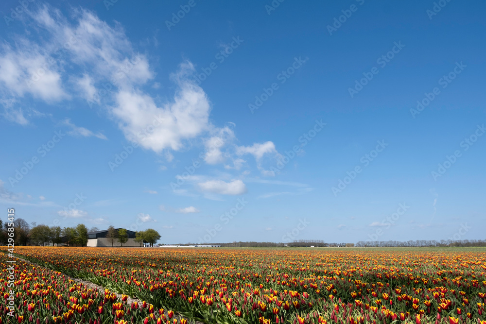 Red and yellow tulip fields on a beautiful sunny spring day with white clouds and a blue sky near Rutten in the Netherlands with a farm on the low horizon