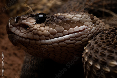 Black Tailed Rattlesnake Crotalus molossus snake