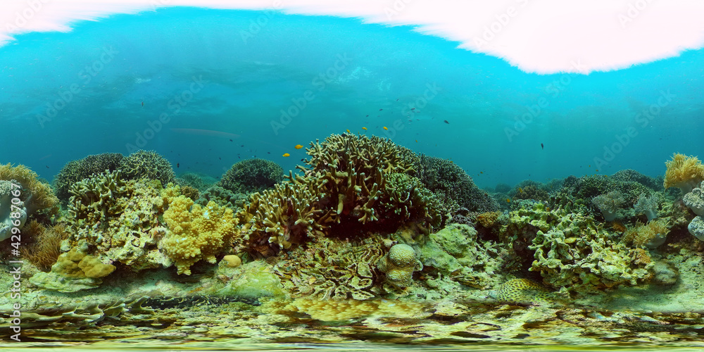 Underwater Colorful Tropical Fishes. Tropical underwater sea fishes. Philippines. Virtual Reality 360.