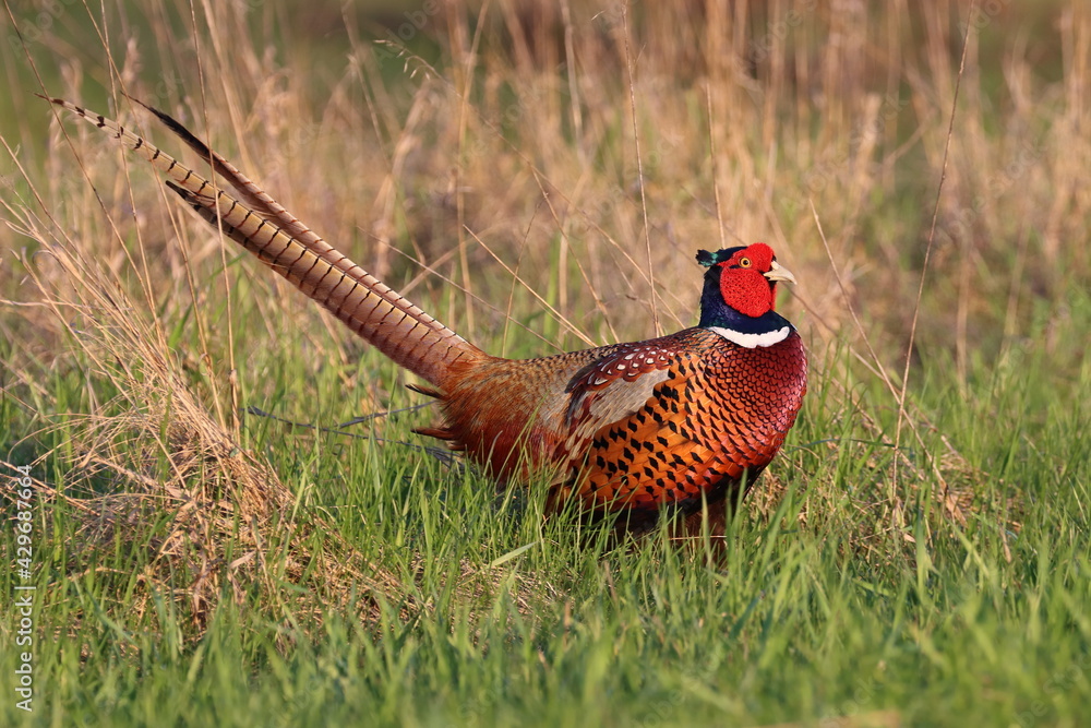 Fototapeta premium pheasant in the field, Polish birds 