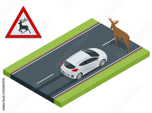 Isometric deer crosses the road in front of the car, danger of collision, wild animals on the road, accident, danger wildlife collision concept
