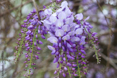 Closeup photo of purple blooming wisteria flower hanging from above. natural flower background