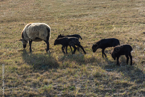 A sheep with funny cute lambs grazing in a meadow. Beautiful gray-black domestic woolly curly-haired animals. The herd is grazing. The concept of caring support for the mother. Mom and kids animals © Anna Pismenskova