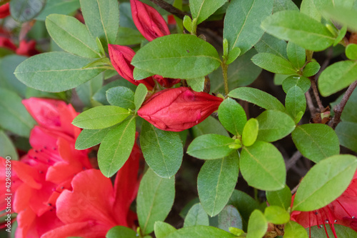 Azaleas are flowering shrubs in the genus Rhododendron 