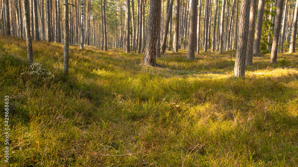 Fototapeta premium forest in the morning