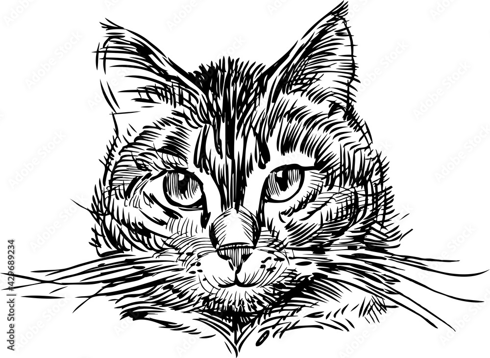 Obraz premium Sketch portrait of cute domestic cat