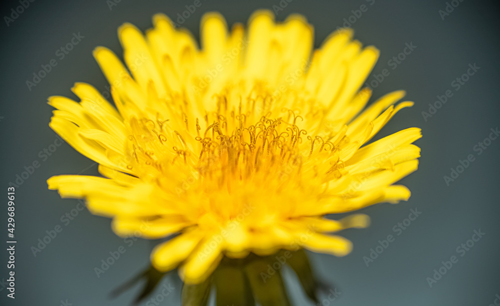 tete de Pissenlit jaune tete de Pissenlit jaune