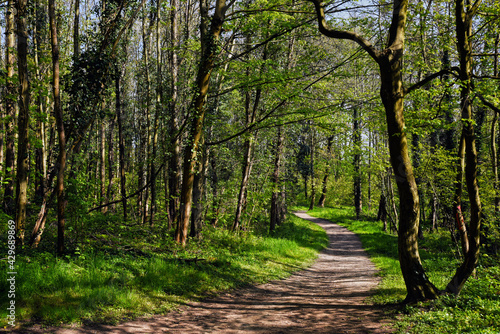 Path in the woods , Île-de-France region 