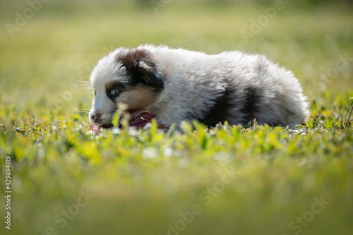 Fototapeta Naklejka Na Ścianę i Meble -  Cute australian shepherd puppy