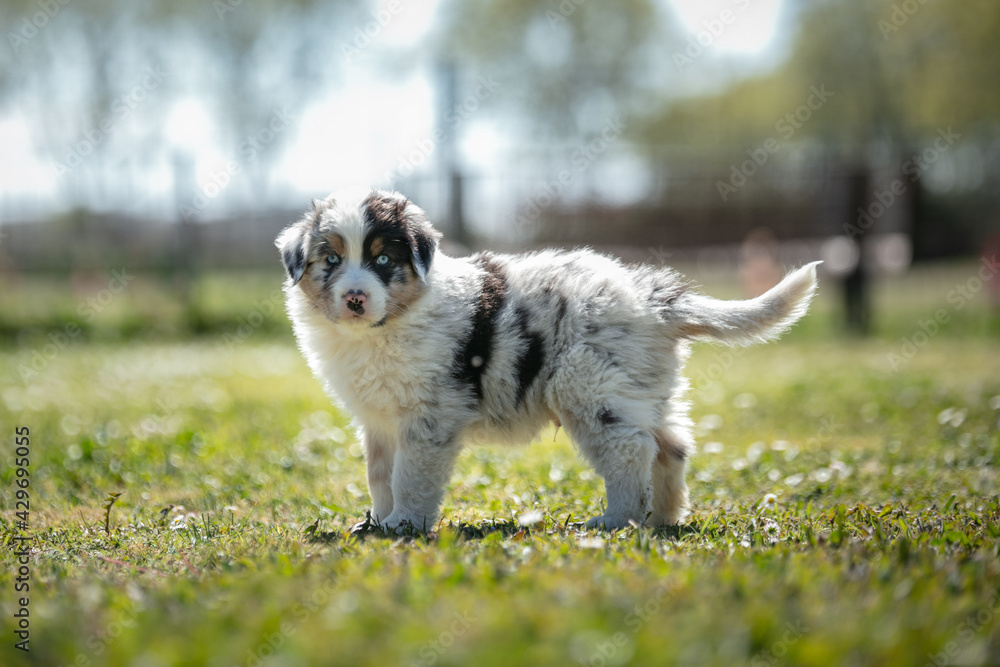Australian shepherd puppy in the grass Australian shepherd puppy in the grass