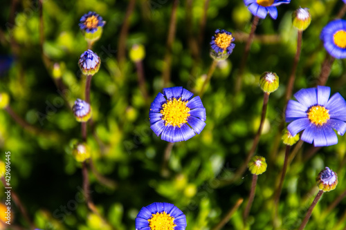 Felicia amelloides pertenece a la familia asteraceae