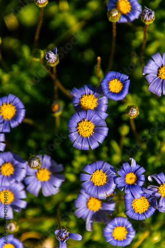 Canvas Print Felicia amelloides pertenece a la familia asteraceae