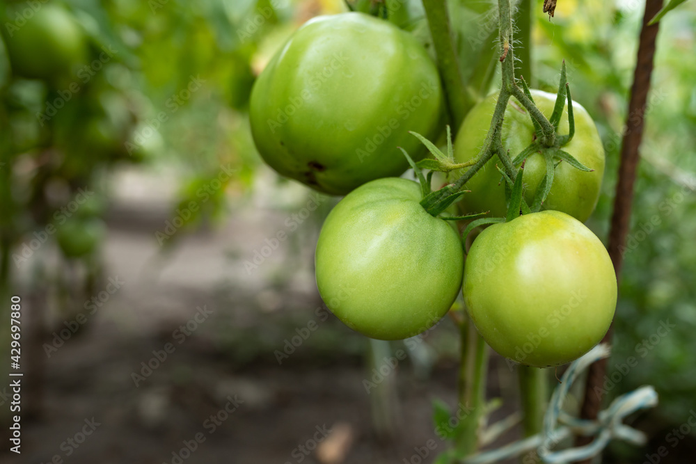 Large green tomatoes on a branch in the greenhouse. Growing organic vegetables on the farm. Selective focus