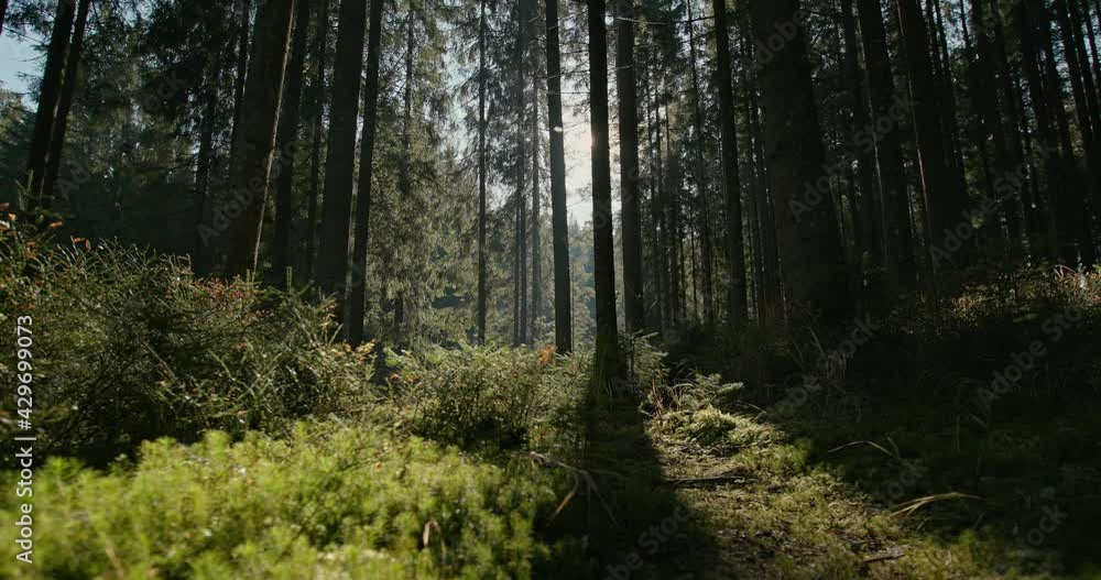 Backlit trees in a forest casting long shadows in the green undergrowth in a scenic landscape view of the beauty of nature Backlit trees in a forest casting long shadows in the green undergrowth in a scenic landscape view of the beauty of nature
