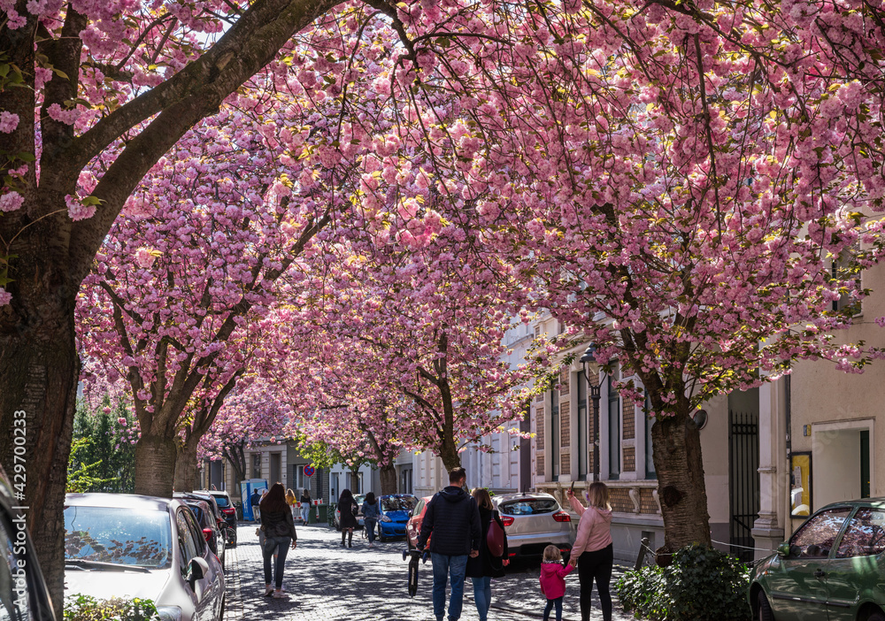 Kirschblüte in der Bonner Altstadt, Deutschland Kirschblüte in der Bonner Altstadt, Deutschland