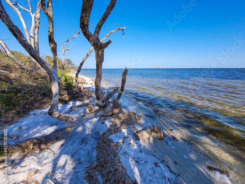 The Naval Live Oaks preserve in Gulf Breeze, Florida. Dead wood and trees along the sound.