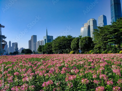 Skyscrapers in Guangzhou and field with flowers. Downtown city, CBD. Tall buildings in the business district. Guangdong. China. Asia © Pavlo